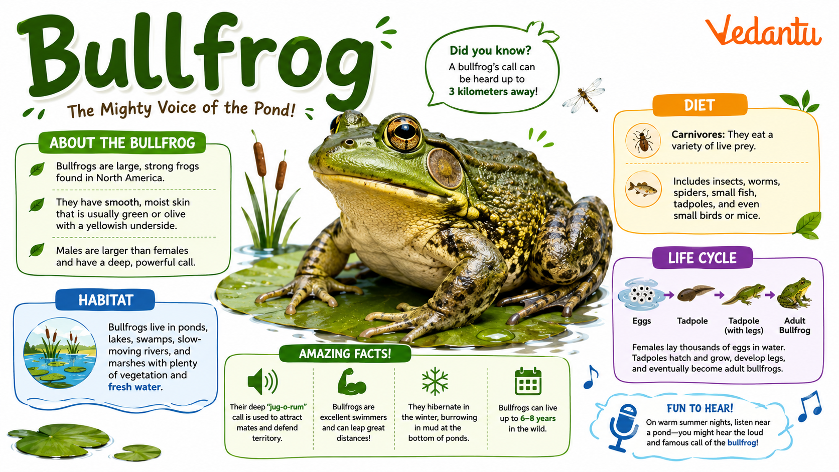 Bullfrog sitting near a pond