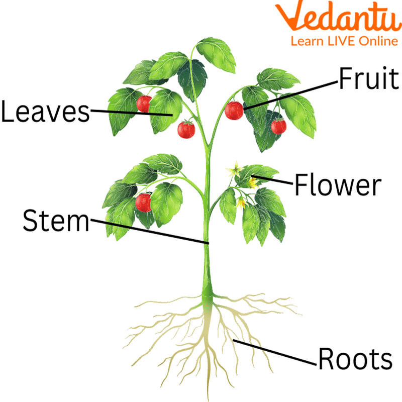 Parts of a Plant