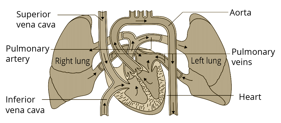 Pulmonary circulation in man