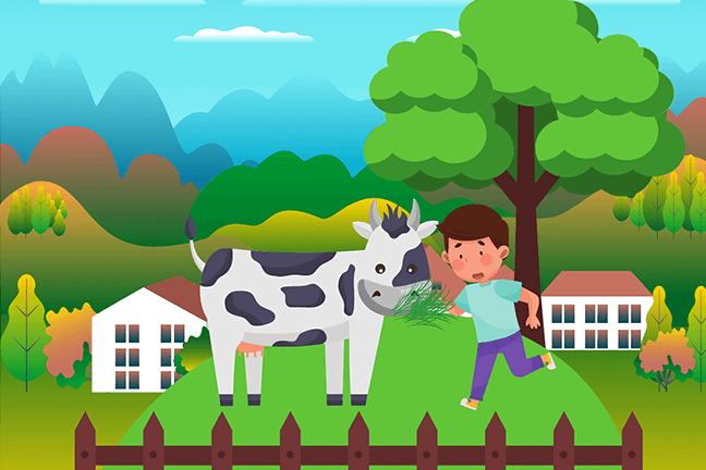 Cow Eating Grass Feed by a Boy