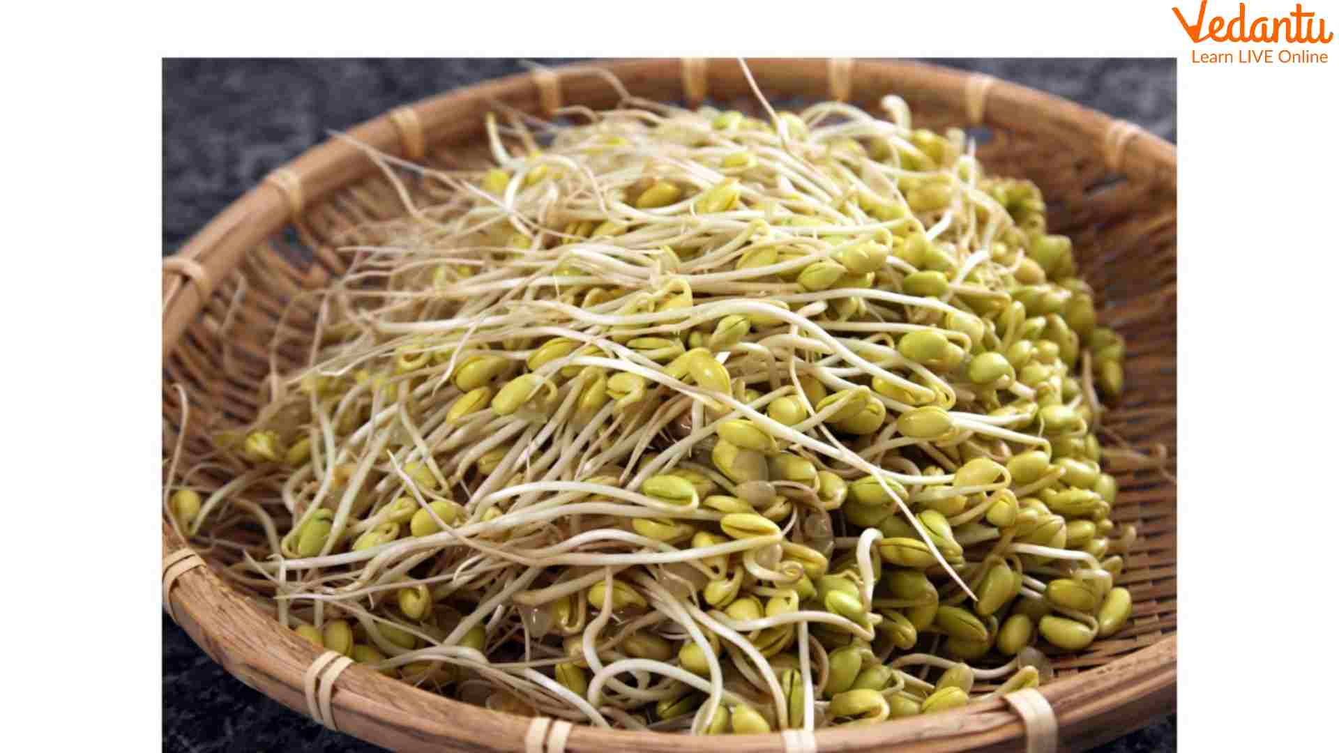 Mung Bean Sprouts