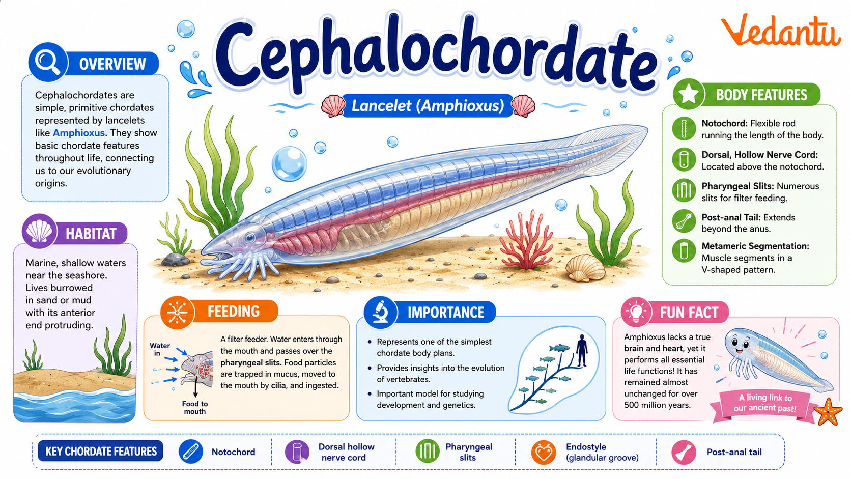 Cephalochordate fish-like marine chordate animal