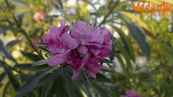 Oleander Plant