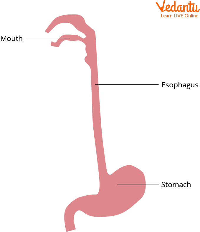 Oesophagus