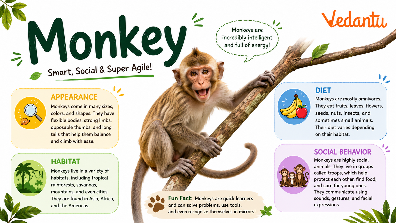 Monkey Facts Types Diet Habitat Behavior Guide