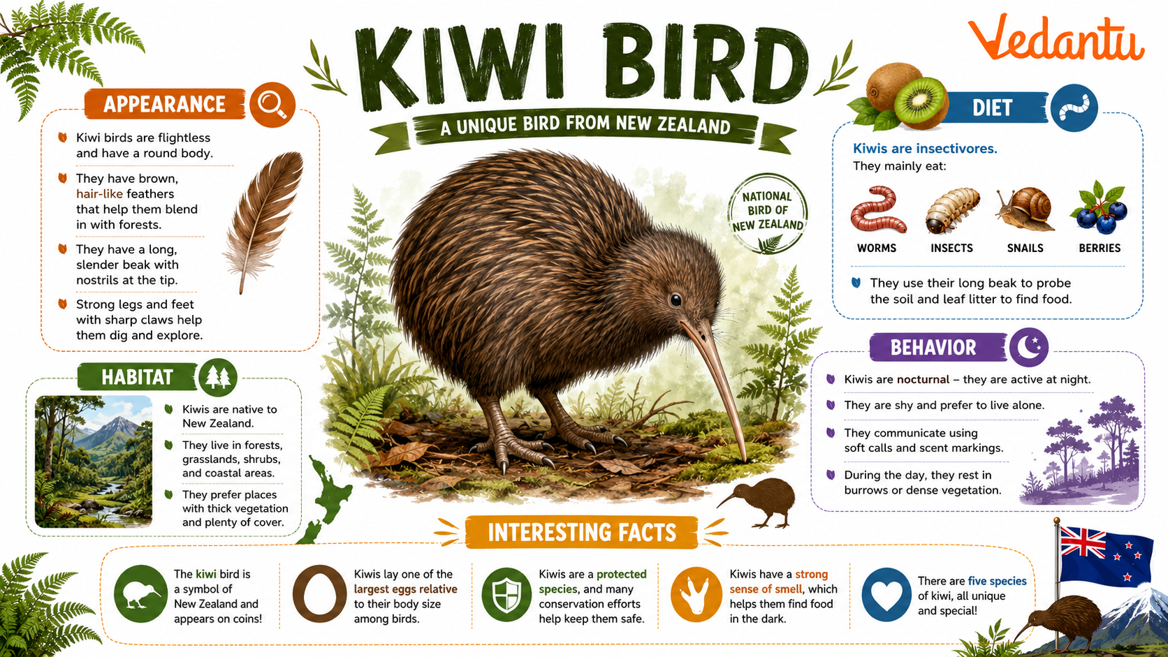 Kiwi Bird