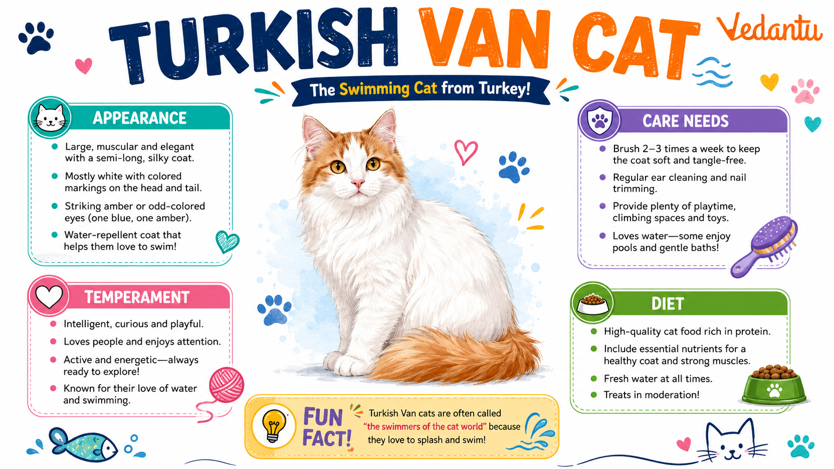 Turkish Van Cat with white body and coloured head and tail