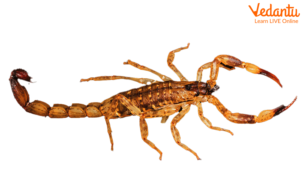 Scorpion