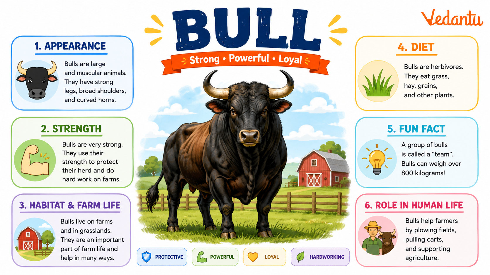 Bull
