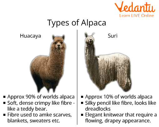 Types of Alpaca