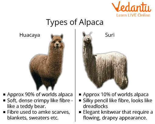  Alpaca HKSPR