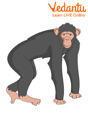 Lumabat, the First Monkey