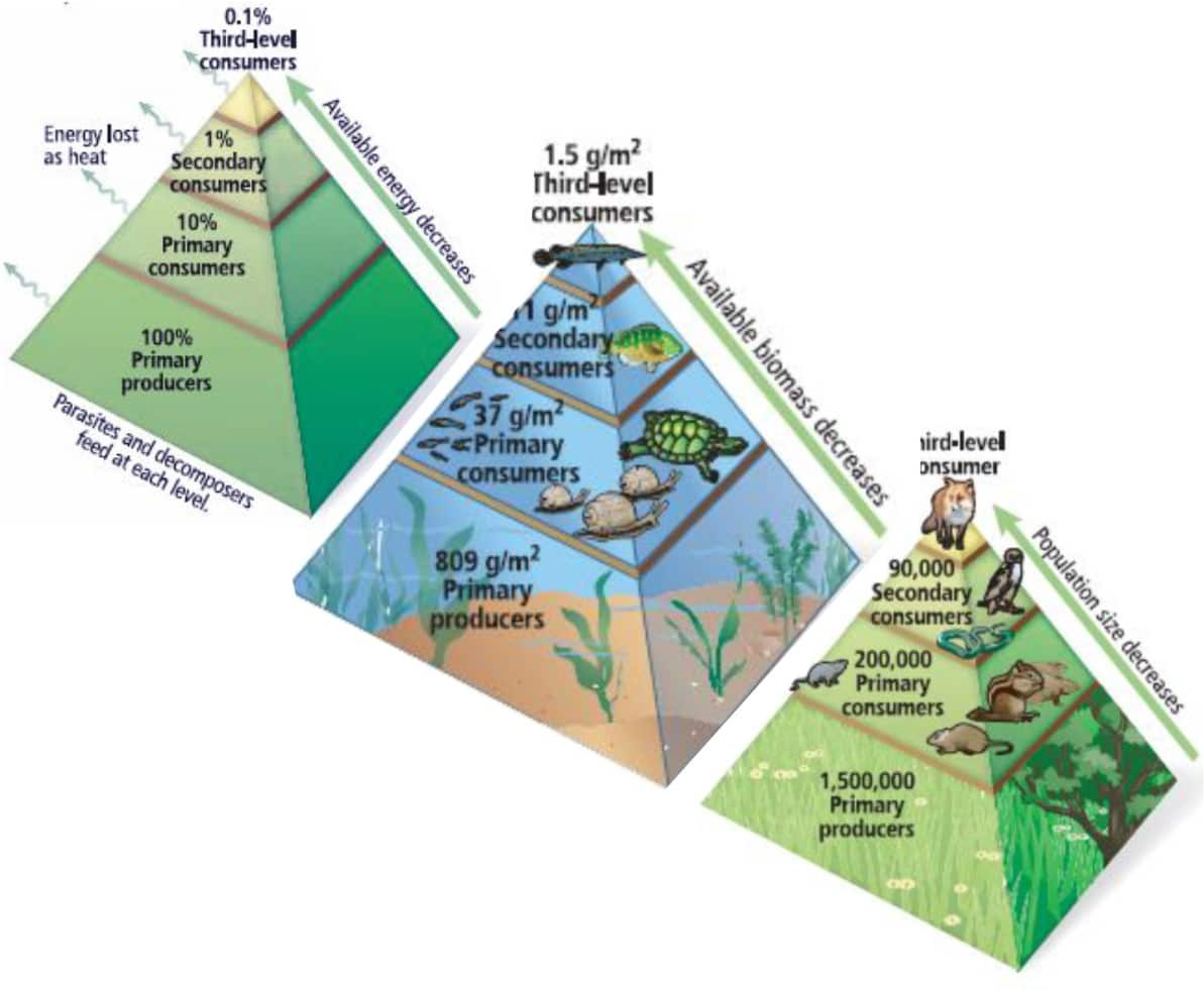 Diagram Of Ecological Pyramid