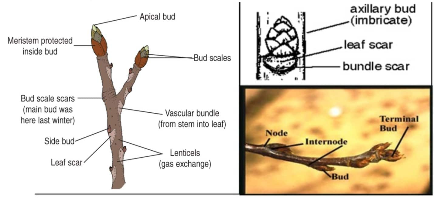 Respiration in Plants Types of Respiration Aerobic and Anaerobic