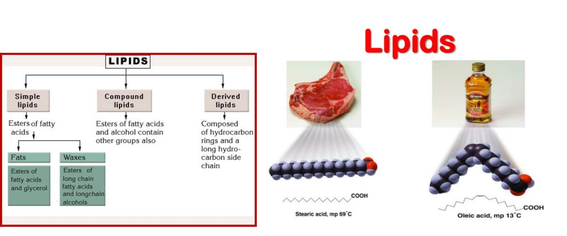 Macromolecule Carbohydrate, Protein, Lipid and Nucelic Acid