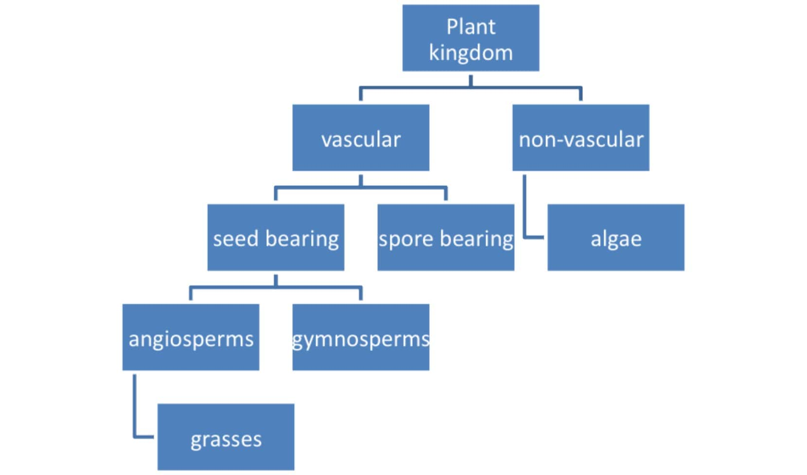 Kingdom Plantae Characteristics Chart