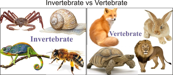 difference-between-vertebrates-and-invertebrates-pdf