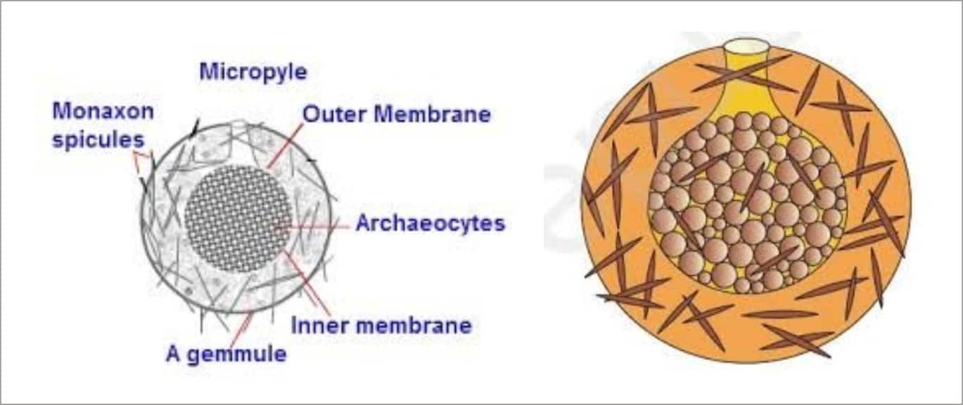 Gemmules - Formation and Structure of Gemmules and Its Characteristics