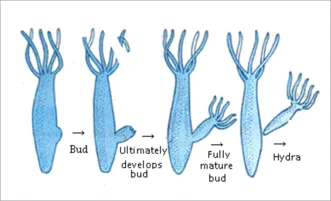 Gemmules Formation and Structure of Gemmules and Its Characteristics