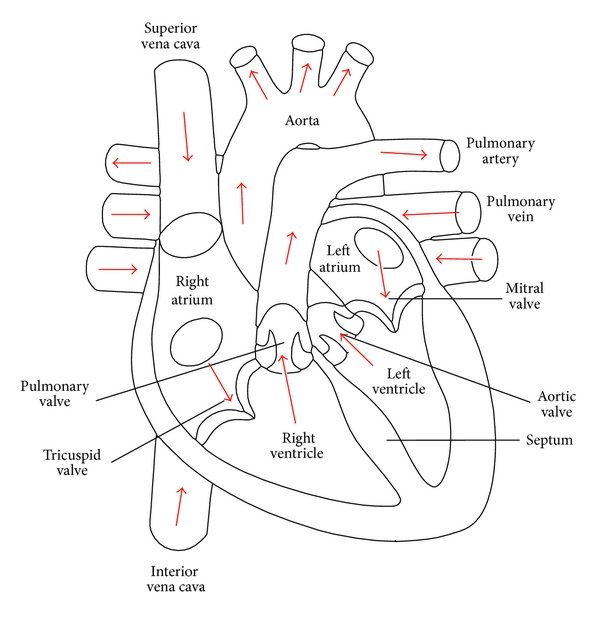 Human Heart - Anatomy and Functions | Location and Chambers