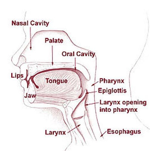Alimentary Canal Structure, Functions and Organs of Alimentary Canal